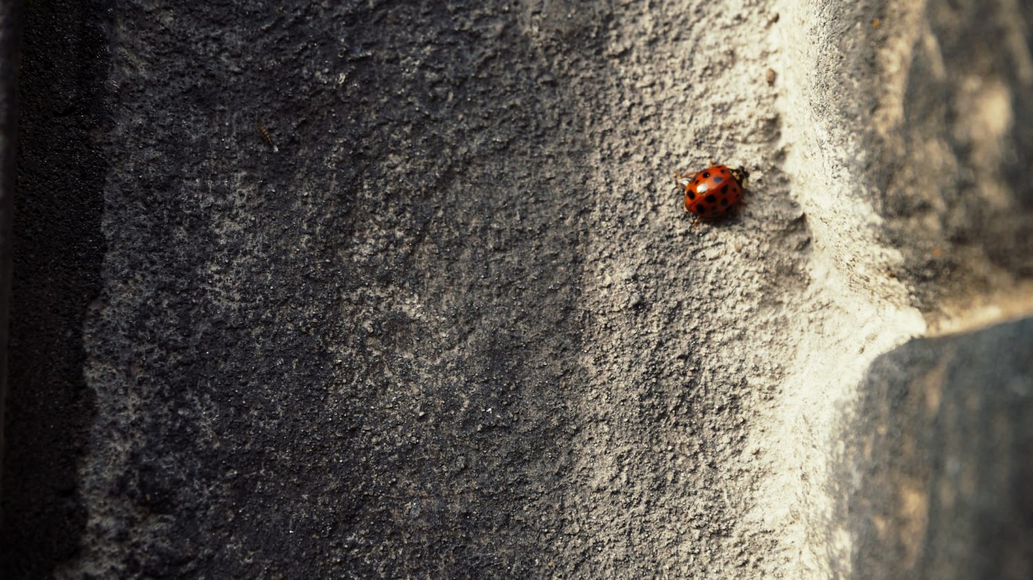 Amsterdão em 5 dias - Clever